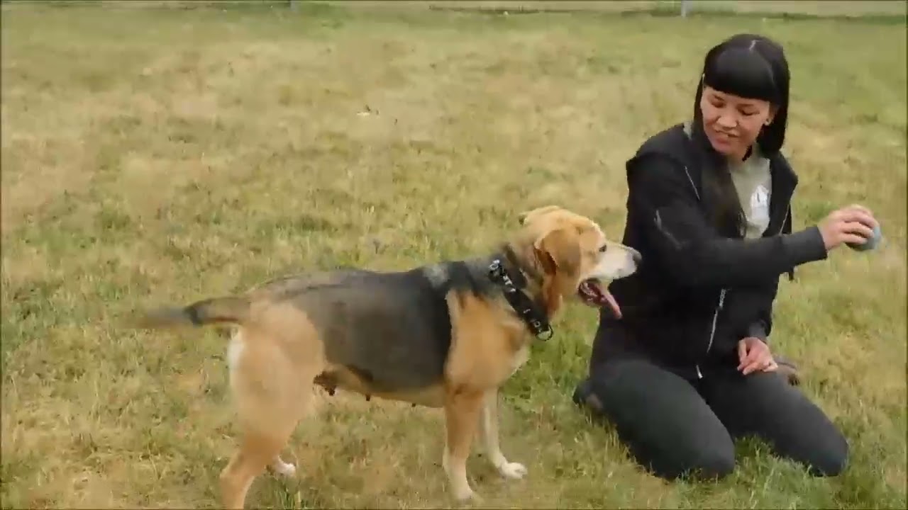 Enlarge JAZZY, a ADOPTABLE mixed breed in Ironwood, MI video 2/2
