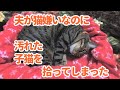 ♯92【猫のほのぼのする話】夫が猫嫌いなのに汚れた子猫を拾ってしまった