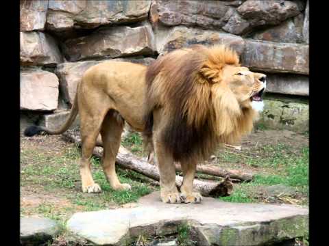 Harmonic 313 (aka Mark Pritchard) - Lion