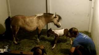 Live Birth Of A Cute Miniature Horse