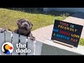 Pittie Patiently Waits By The Fence Each Morning To Greet His Neighbors The Dodo