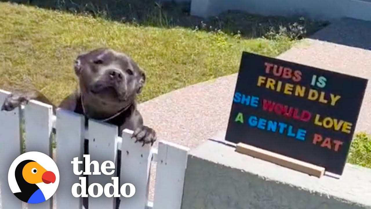 Pittie Patiently Waits By The Fence Each Morning To Greet His Neighbors | The Dodo