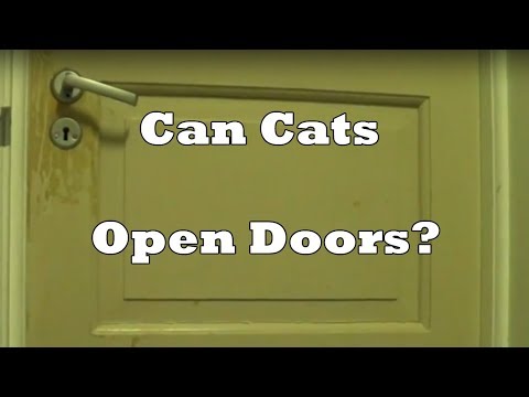 Can Cats Open Doors?