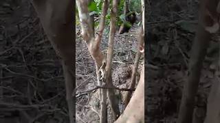 Hutan Bakau #hutanbakau #bakau #shorts #trending #trendingshorts #bakaumedia #bakautoto #bakautoto