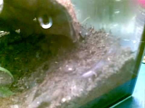 Pandinus imperator.mp4