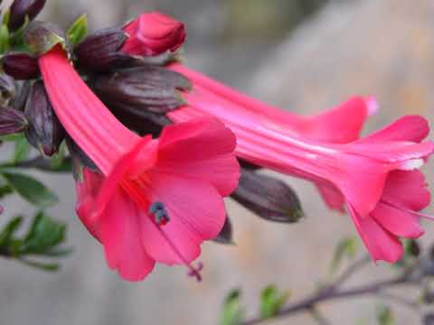 CCOPAMAYA - ACORA - PUNO