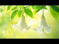 Health Music Is A Subtle Therapy And To Calm The Nervous System 100 Anti Stress Relaxing Music