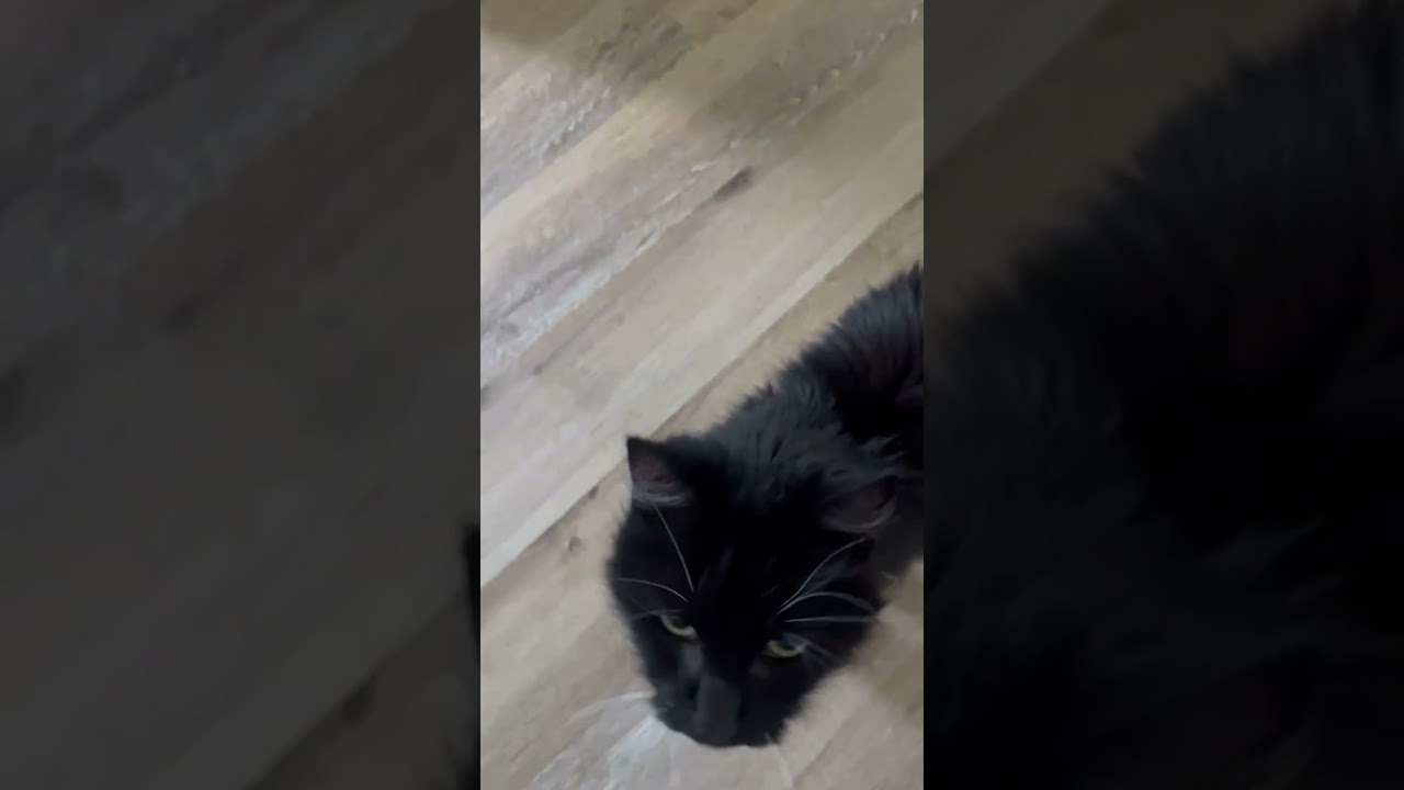 Trina-AFFECTIONATE!, a Adoptable mixed breed in Berlin, CT video 2/6