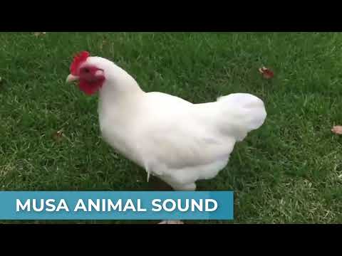 Rooster Crowing ,Rooster song-01 Rooster crowing Compilation plus Rooster sound Effects