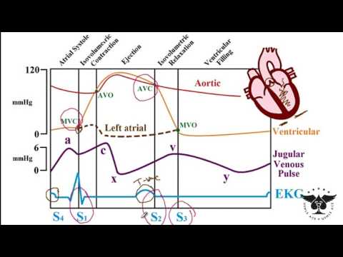 193 - ventricular pressure and filling, jugular venous pulse, and etc. USMLE STEP 1 ACE