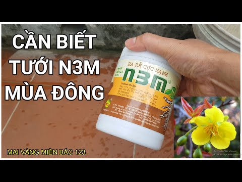 🔴 QBS2178 - CÁCH TƯỚI DƯỠNG DỄ N3M MÙA ĐÔNG || CÁCH CHĂM SÓC MAI VÀNG MIỀN BẮC || MAI VÀNG MIỀN BẮC