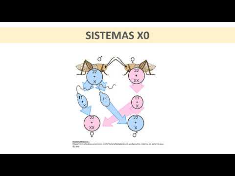 Determinação Genética do Sexo