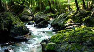 Download lagu AMPUH ❗ MASTERAN & Suara air sungai untuk terapi burung stress - Relaksasi Burung - Sahabat Berkicau mp3