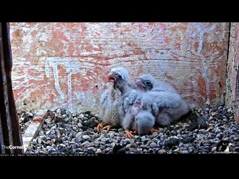 American Kestrel Chick Swallows Entire Snake – June 27, 2018
