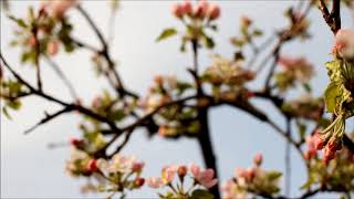 Fikret Dedeoğlu - Unutmayacağım