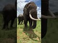 Hilarious Elephant Pulls Prank On WorldElephantDay