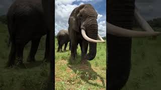 Un éléphant hilarant fait une farce à !