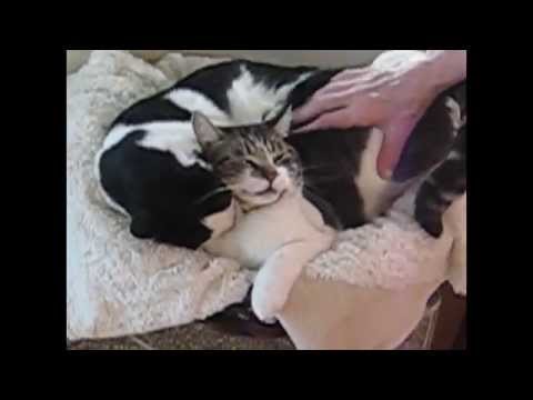 Panda, a Wonderful Cat