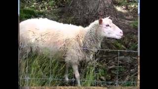 Les feuille morte ! Chantal