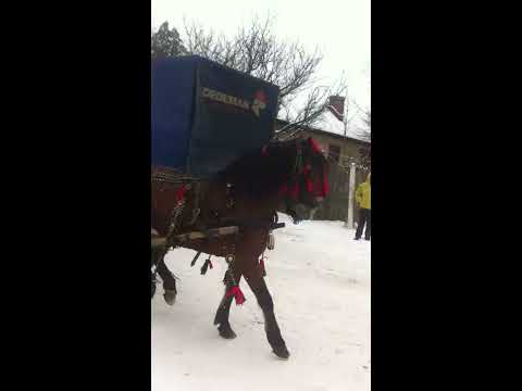 Boboteaza2016 Vadu-Parului ( Daiana )