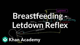 Breastfeeding - Letdown Reflex