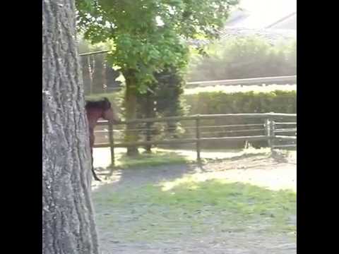 STY JAYDEEN (Renee el Lawrence x Jayanna)