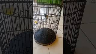 Download lagu Sogon Isian Pelatuk Sampit mp3