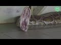 The Python Princess Of Bago Myanmar Coconuts TV