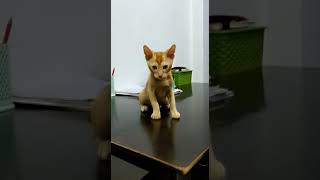 Mixed Cats Videos