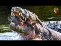 Nile Crocodile The Savage Killer Of Africa Documentary