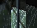 Koushikisphotography Travelwithkoushiki Nepal Viralvideoシ Reels Shorts Rainy Monsoon