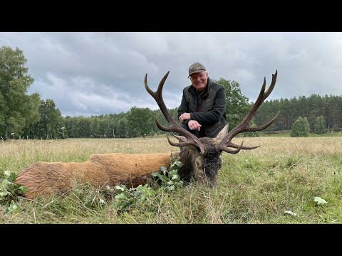 Interessanter II B Hirsch liegt auf der Strecke - Hirschbrunft in Pommern