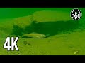 Relaxing Underwater Video Of A Mountain River With Swimming Fish