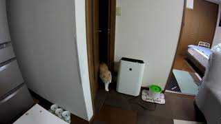 【我が家の猫】まさかの方向からドアを開けた賢いぬこ