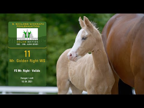 5. Schloss Wickrath Fohlenauktion Online Lot 11 Mr. Golden Right WS Hengst v. FS Mr. Right - Valido