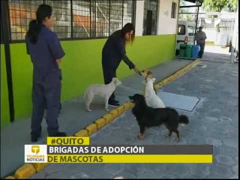 Brigadas de adopción de mascotas