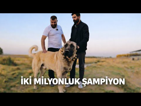 LIKE THE CHAMPIONS LEAGUE. MACEDONIAN CHAMPION BALAK WORTH TWO MILLION!!!!