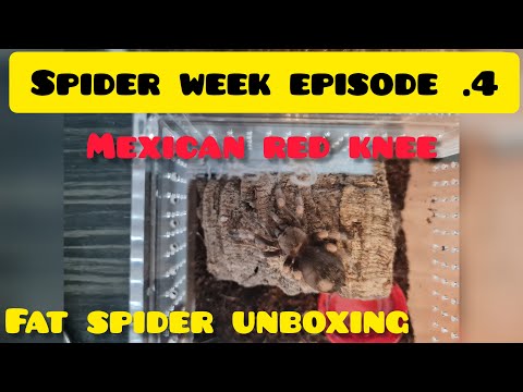 New tarantula unboxing !