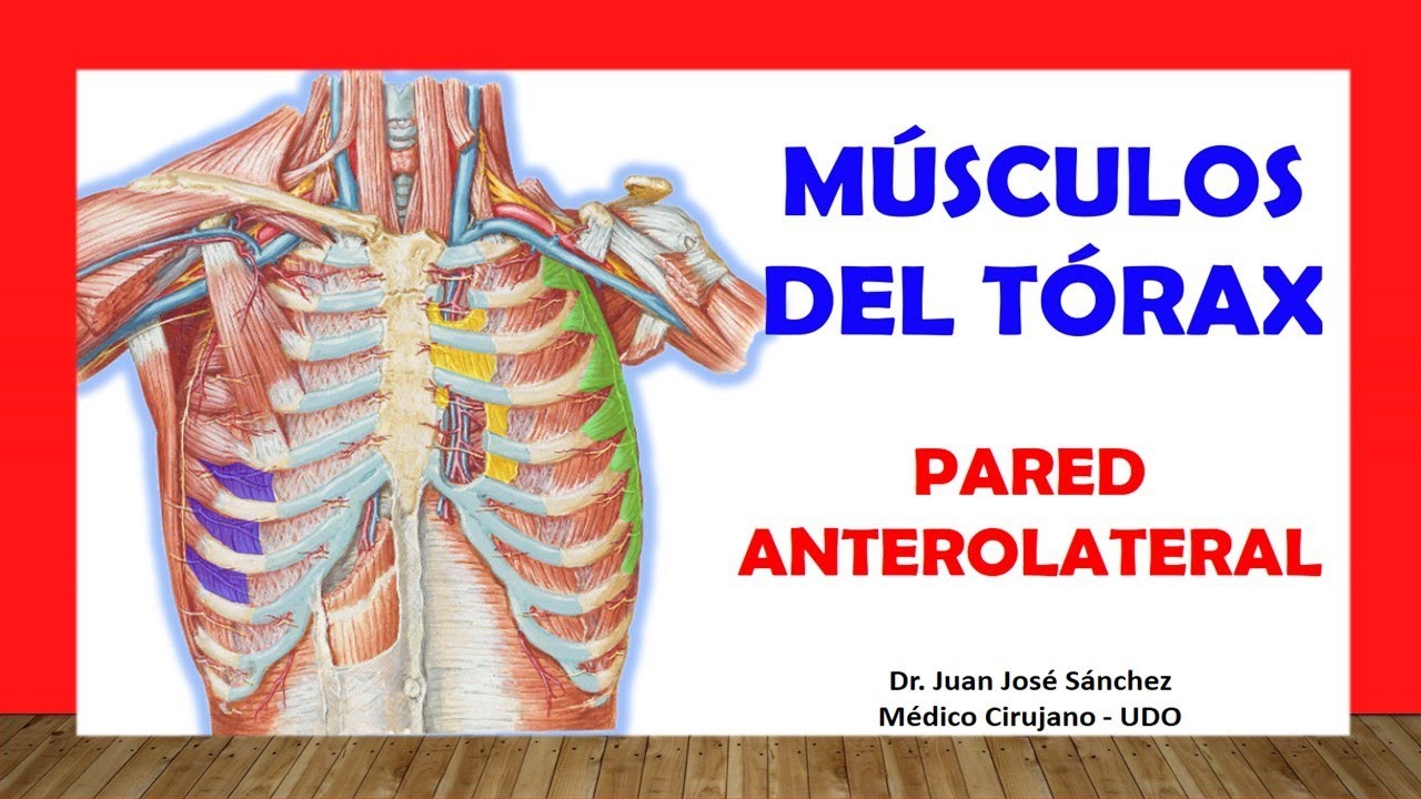 🥇 MUSCLES OF THE THORAX Easy and Simple