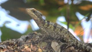 Green Basilisk Lizard Video