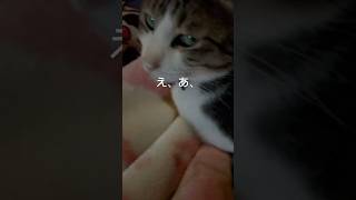 Futonでれなぁい？ #猫 #猫動画