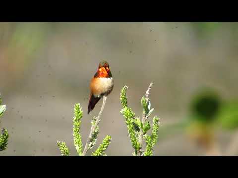 Rufous Hummingbird