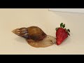🐌 GIANT African Snail eating Strawberry 🍓 #PetSnail