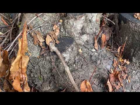 Ants Use Tree Branches to Infest Homes in Toms River, NJ