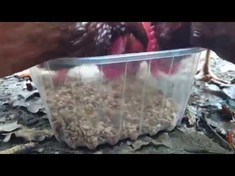 Hühner lieben Mehlwürmer und Mehlkäfer.