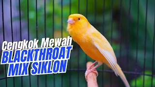 Download lagu SUARA KENARI GACOR ISIAN MEWAH - MASTERAN KENARI ISIAN BLACKTHROAT mix SIKATAN LONDO GACOR JOSJIS mp3 Download lagu SUARA KENARI GACOR ISIAN MEWAH - MASTERAN KENARI ISIAN BLACKTHROAT mix SIKATAN LONDO GACOR JOSJIS mp3