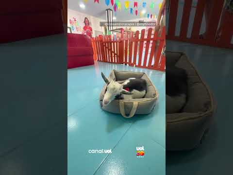 Mini cabra chama atenção ao inventar jeito curioso de pedir carinho