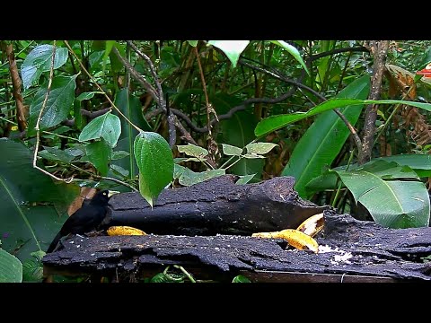 Panama Fruit Feeder New Cam Species: Yellow-billed Cacique – June 1, 2020