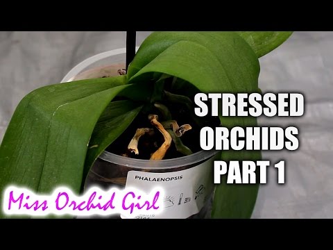 Rejuvenating stressed Orchids Part 1 - Limp, leathery leaves Video