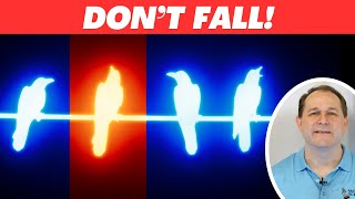 Why Don't Birds Fall Off a Perch While Sleeping?